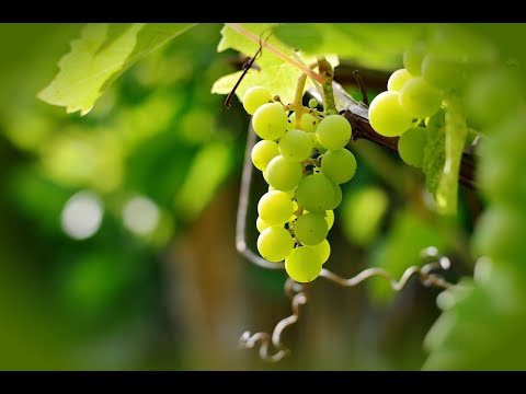 &quot;Ich bin der wahre Weinstock&quot; // Johannes 15,1-8 // Saeed Salimi